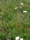 Dernieres fleurs d'automne...